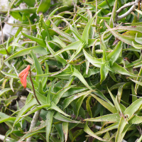 Aloe ciliaris (Aloès grimpant)