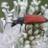 anastrangalia_sanguinolenta5bd (Anastrangalia sanguinolenta)