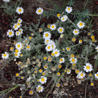 Anthemis tomentosa (Camomille tomenteuse, Camomille cotonneuse)