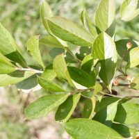 Aronia arbutifolia (Aronie à feuille d'arbousier, Aronia rouge)