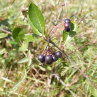 Aronia melanocarpa (Aronia noir)