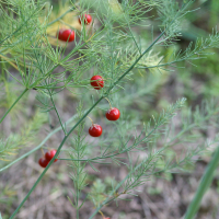 Asparagus_officinalis (Asparagus officinalis)