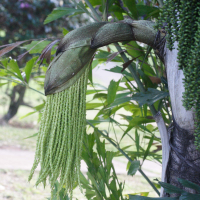 caryota_mitis6md (Caryota mitis)