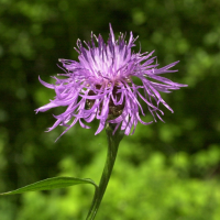 centaurea_jacea_grandiflora5md (Centaurea decipiens)