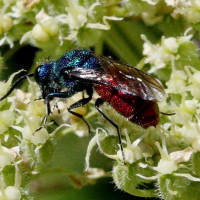 chrysis_sp (Chrysis sp.)