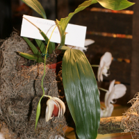 Coelogyne usitana (Coelogyne)