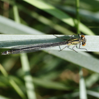 coenagrion_pulchellum3md (Coenagrion pulchellum)