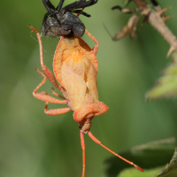 coreus_marginatus3bd