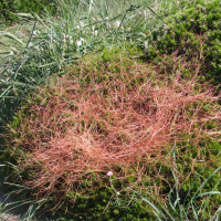 cuscuta_epithymum4md (Cuscuta epithymum)