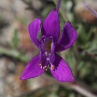 Delphinium_arenaria (Delphinium (= Consolida) arenaria)