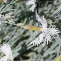 dianthus_plumarius3md (Dianthus plumarius)