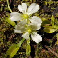 dionaea_muscipula4md