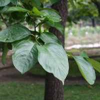 diospyros_kaki4md (Diospyros kaki)