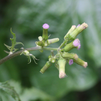 emilia_sonchifolia4md (Emilia sonchifolia)