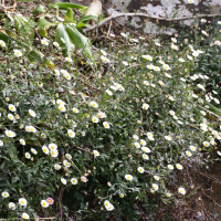 Erigeron_karvinskianus (Erigeron karvinskianus)