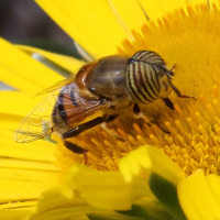 eristalinus_taeniops3bd (Eristalinus taeniops)