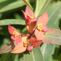 euphorbia_griffithii3md (Euphorbia griffithii)