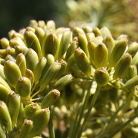 Ferula_communis