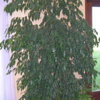 Ficus benjamina (Ficus, Figuier de Java, Figuier pleureur)