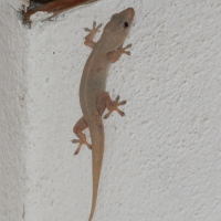 hemidactylus_frenatus4md