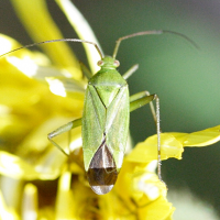 Lygocoris pabulinus (Punaise)