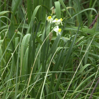 Narcissus tazetta (Narcisse à bouquet)