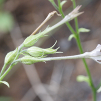 nicotiana_plumbaginifolia3md