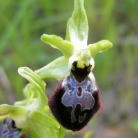 ophrys_arachnitiformis9bd