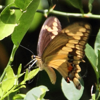 Papilio polyxenes ssp. stabilis (Papillon du céleri)