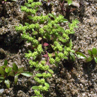 Paronychia echinulata (Paronyque épineuse, Paronyque à pointes)