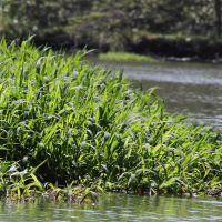 Paspalum repens (Paspalum)