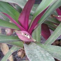 rhoeo_spathacea2md (Tradescantia spathacea)