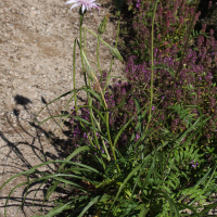 Scorzonera purpurea (Scorsonère pourpre)