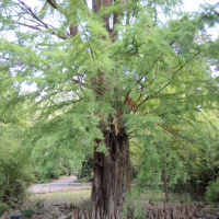 Taxodium distichum (Cyprès chauve, Cyprès de Louisiane)