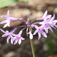 tulbaghia_violacea2md