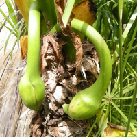 Typhonodorum lindleyanum (Typhonodorum, Oreilles d'éléphant)