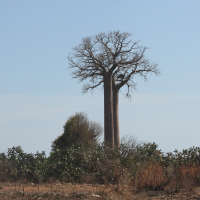 Adansonia za (Baobab)