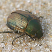 anomala_dubia3bd (Anomala dubia)