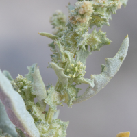 atriplex_semilunaris4md (Atriplex semilunaris)