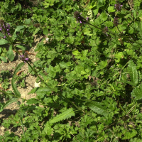 Betonica officinalis ssp. officinalis (Bétoine officinale)
