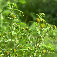 bidens_connata3md