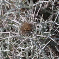 carlina_tragacanthifolia2md (Carlina tragacanthifolia)