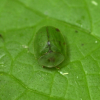 cassida_viridis2md (Cassida viridis)