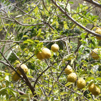 Citrus_medica (Citrus medica)