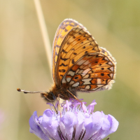 clossiana_selene4bd (Boloria selene)