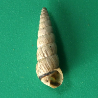 Cochlicella acuta (Cornet étroit, Escargot)