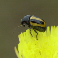 cryptocephalus_vittatus2md (Cryptocephalus vittatus)