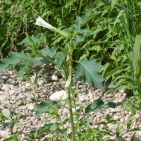 datura_stramonium3bd (Datura stramonium)