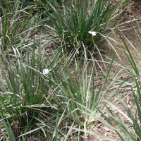 Dietes grandiflora (Iris du Cap, Iris d'Afrique du Sud)