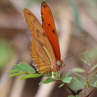 dryas_iulia_martinica2bd